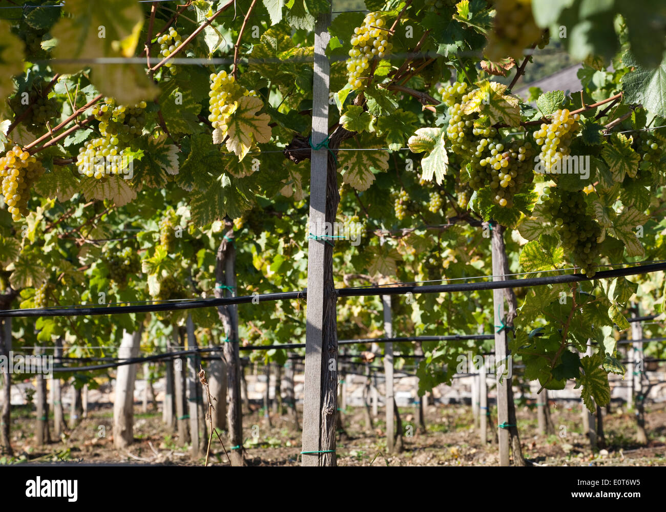 Weinberg, Weinstöcke in der Wachau, Niederösterreich, Österreich - Vineyard, Austria, Wachau Region Stock Photo