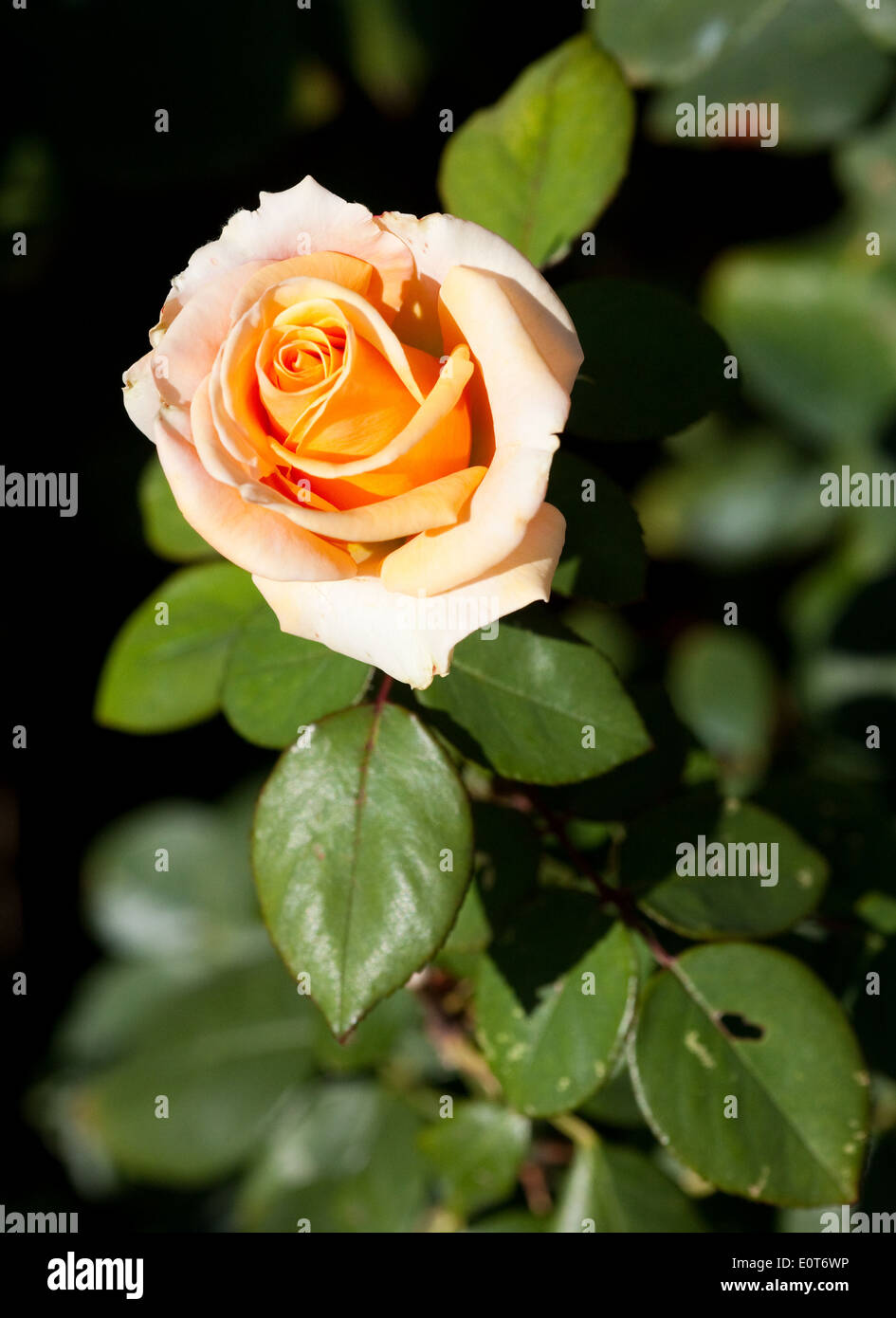 Rosafarbene Rose - blooming rose Stock Photo