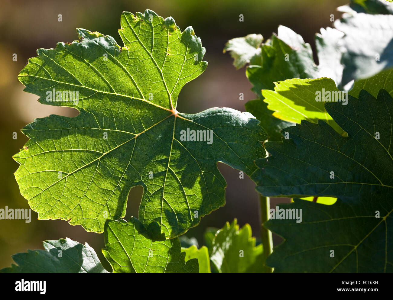 Weinlaub - foliage of vines Stock Photo