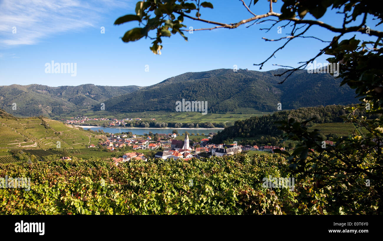 Weinberge in Spitz/Donau, Österreich, Niederösterreich, Wachau - Vineyards in Spitz/Donau, Austria, Lower Austria, Wachau Stock Photo
