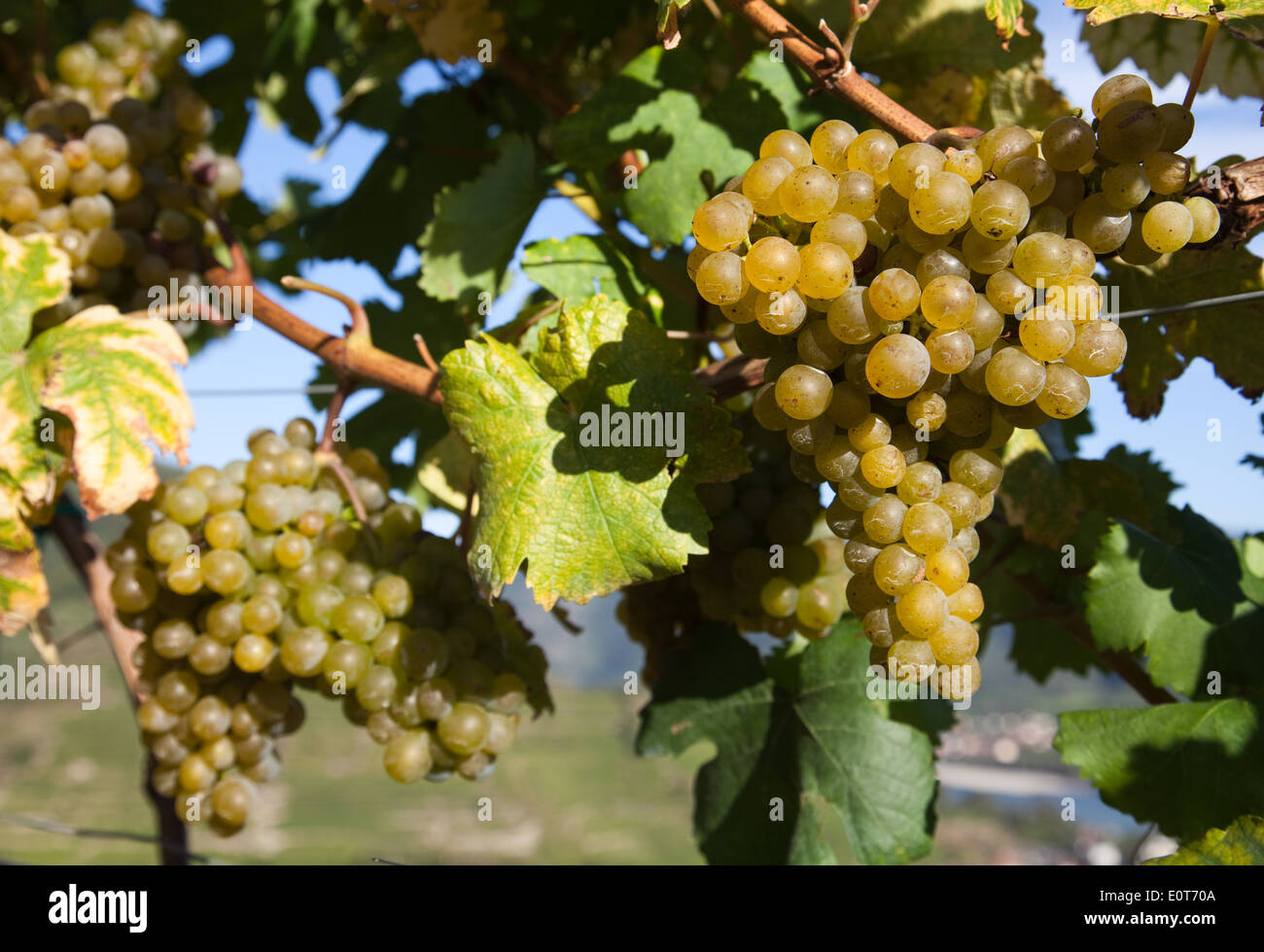 Weintrauben am Rebstock, Wachau - Grapes Stock Photo