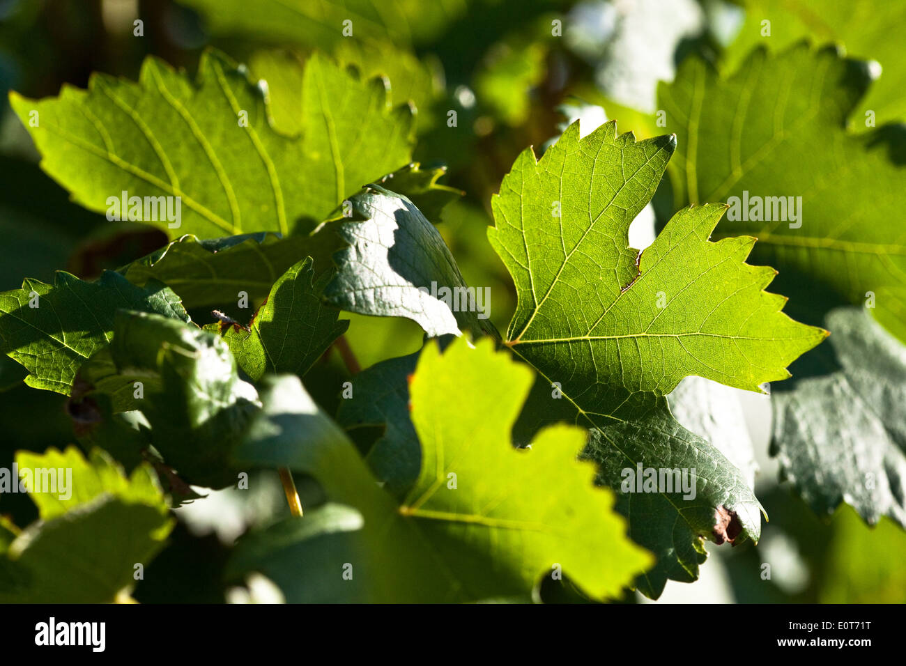 Weinlaub - foliage of vines Stock Photo