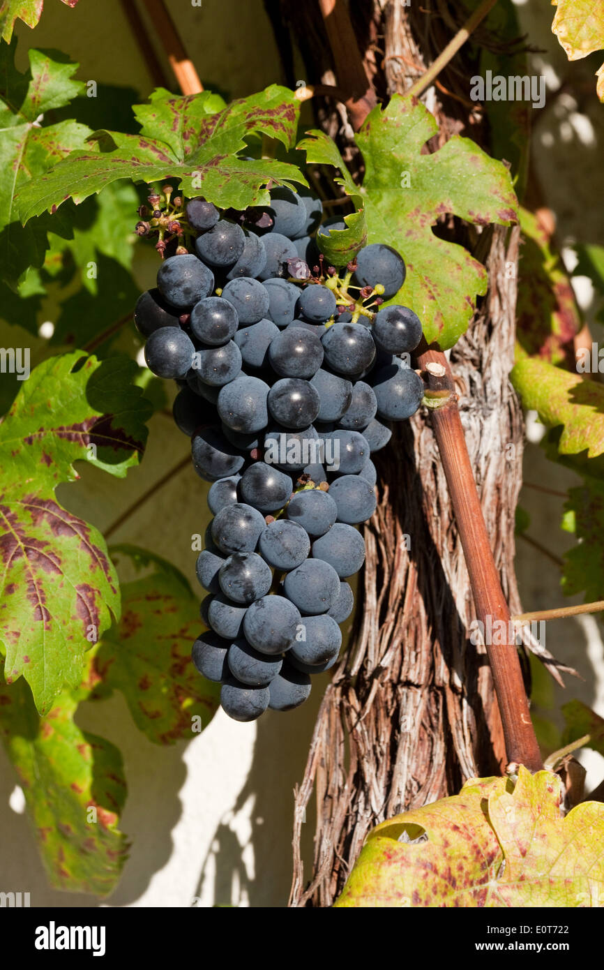 Blaue Weintrauben - Grapes Stock Photo