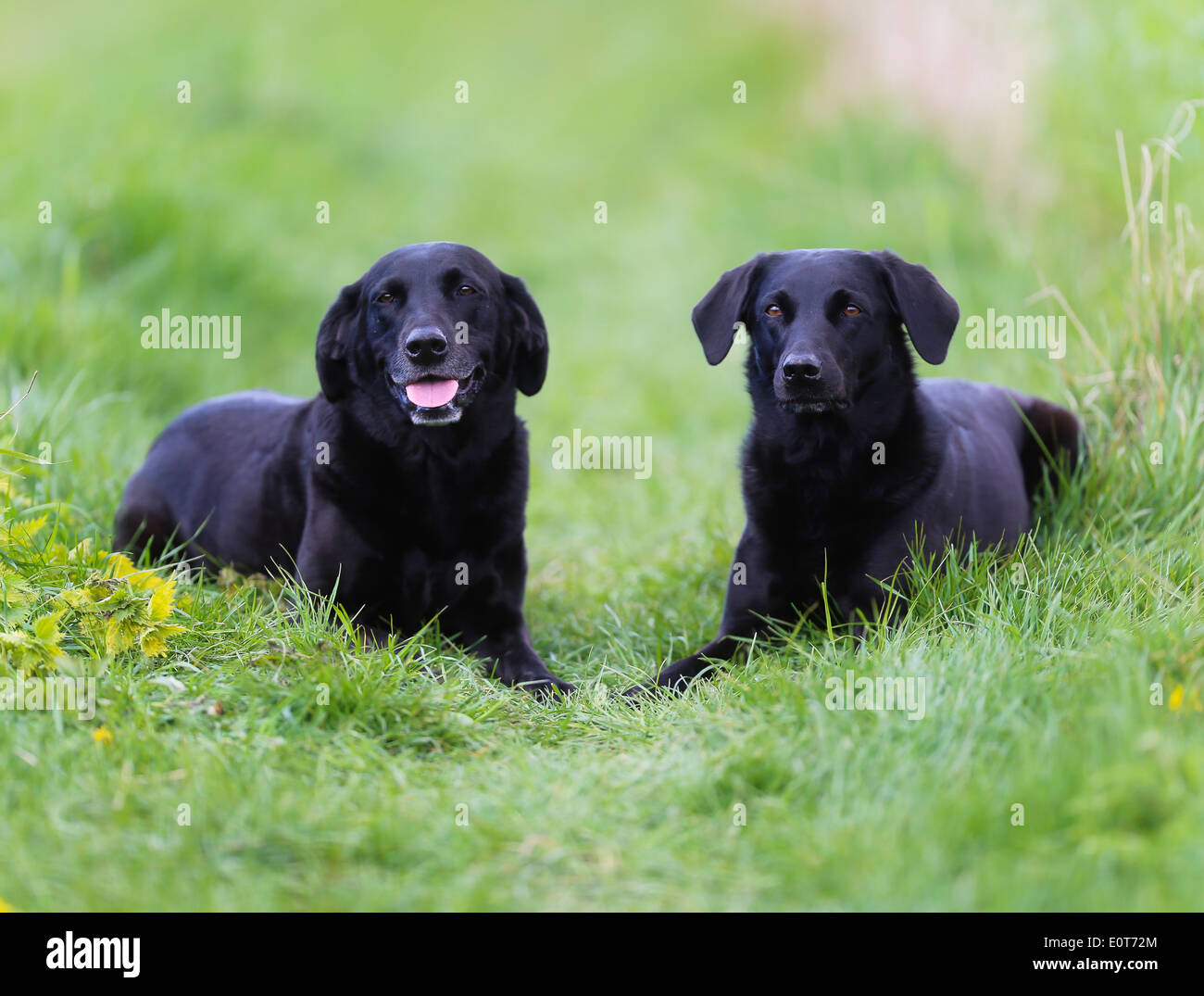 Shot of purebred dogs. Taken outside on a sunny summer day. Stock Photo