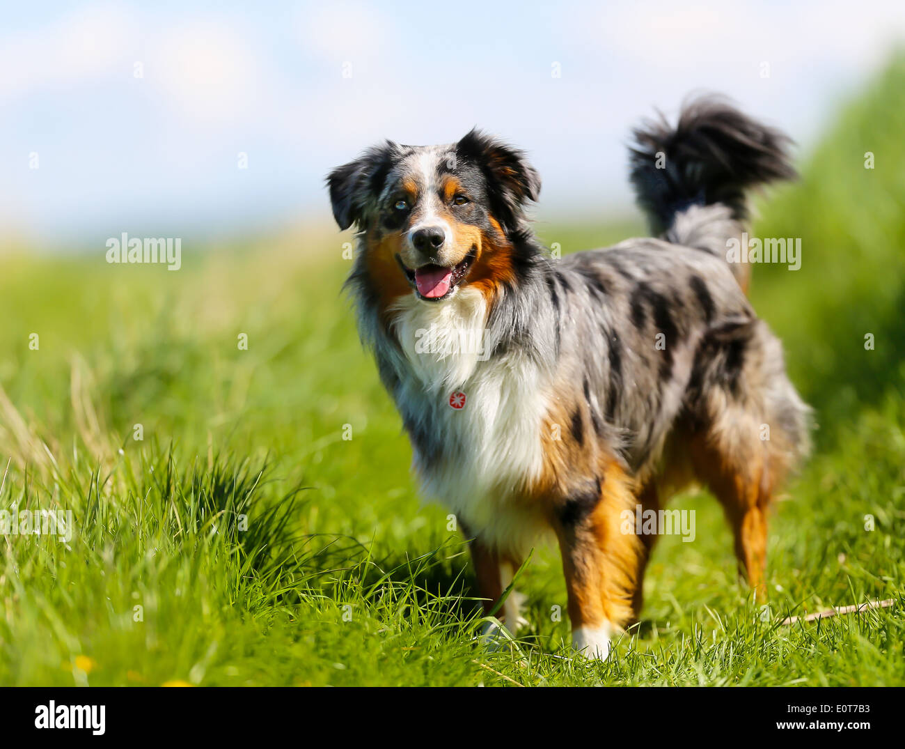 Old brown, black and white border collie standing in the grass Stock ...