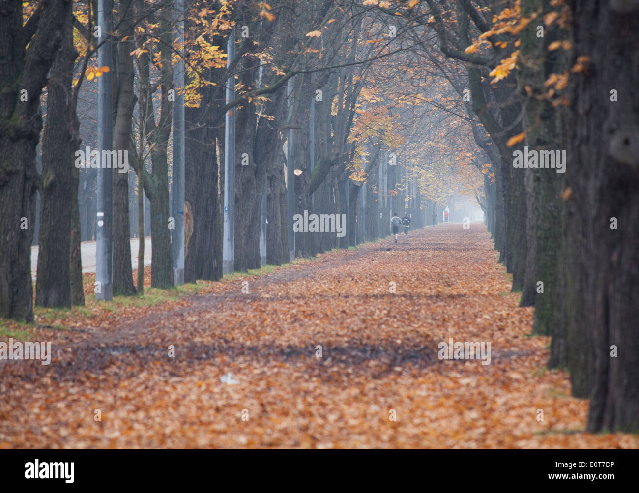 Prater Hauptallee im Herbst, Wien, Österreich - Prater Hauptallee in Fall, Vienna, Austria Stock Photo