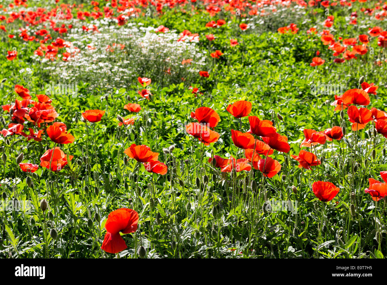 Red poppies on green weeds fields during spring in Italian countryside Stock Photo