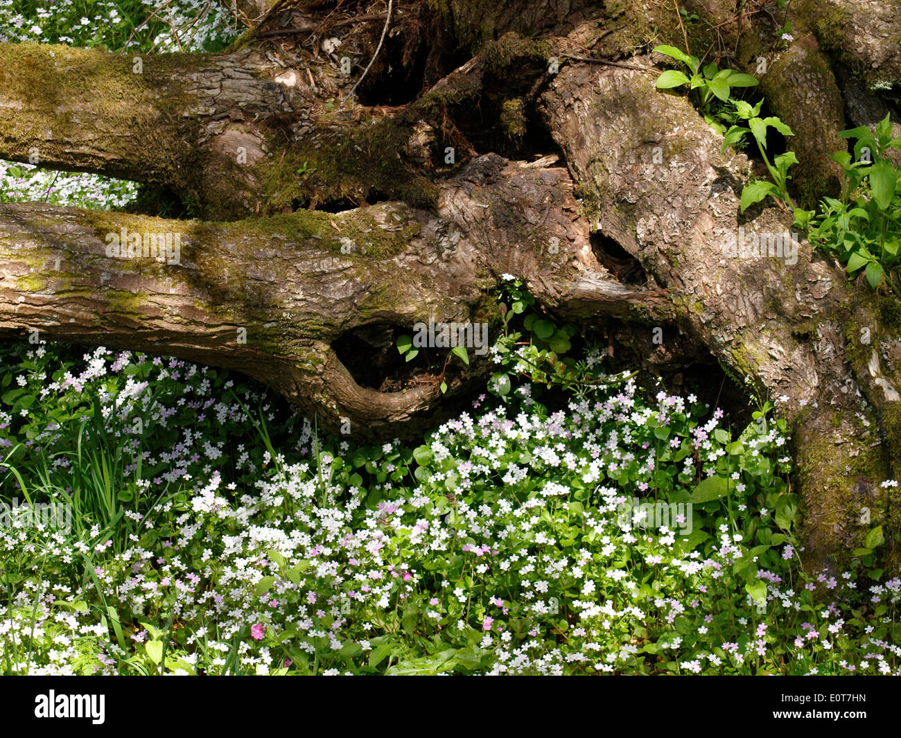 Pretty white flowers growing around a fallen tree, Cornwall, UK Stock