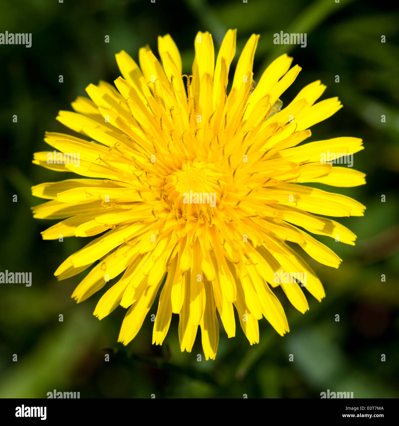 Löwenzahn - Dandelion Stock Photo