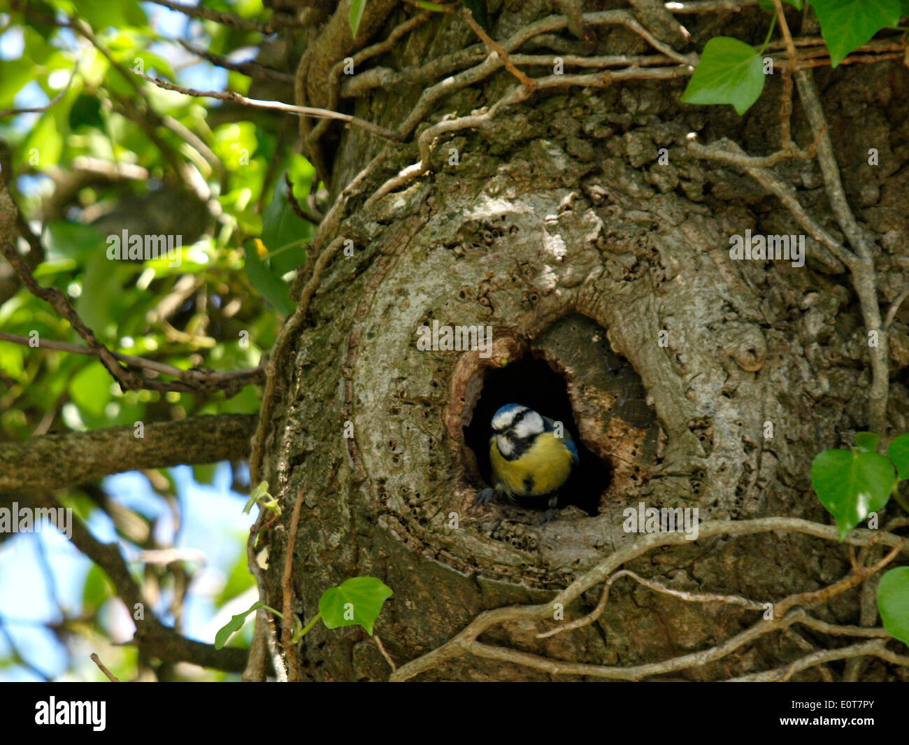 Blue Tit, Parus caeruleus coming out of a hole in a tree where it has a  nest, UK Stock Photo - Alamy