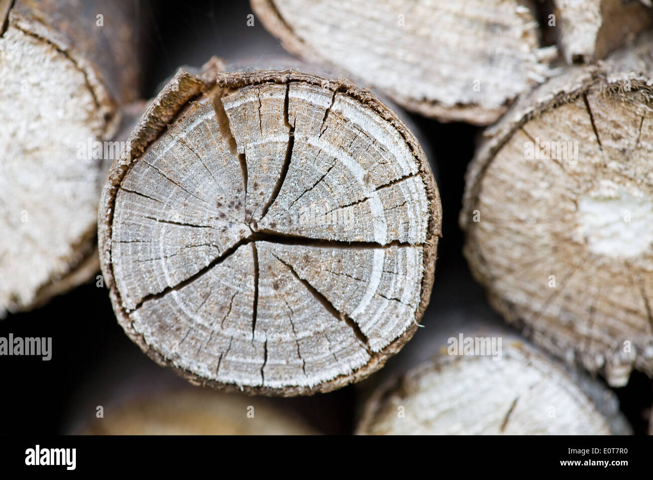Brennholzstapel - firewood Stock Photo