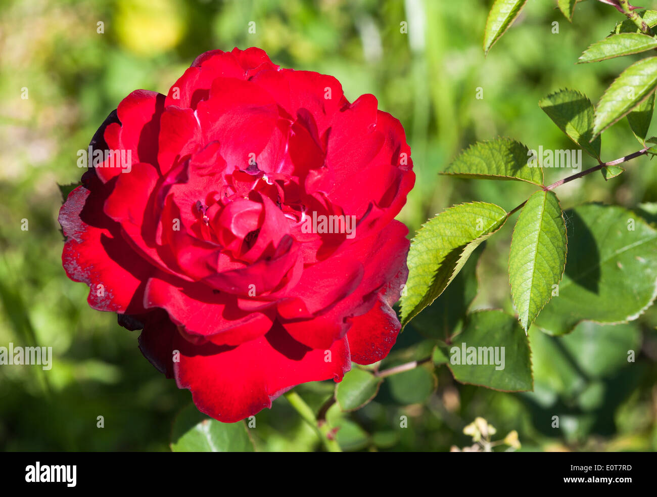 Rote Rose - blooming rose Stock Photo