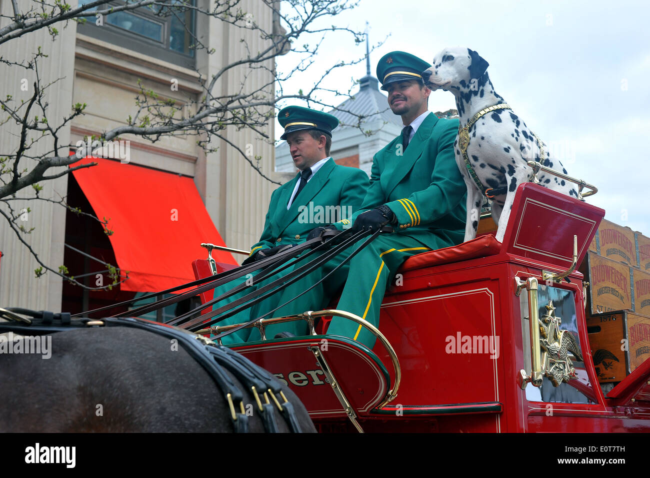 Budweiser clydesdales hires stock photography and images Alamy