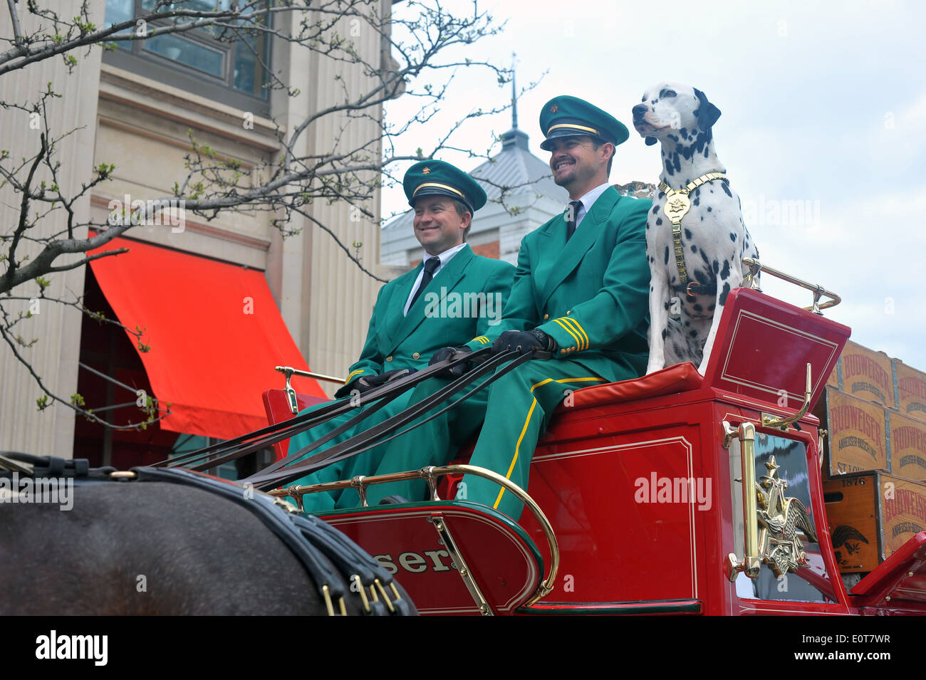 The Budweiser Clydesdales display team at the Memorial Cup ice hockey tournament in London