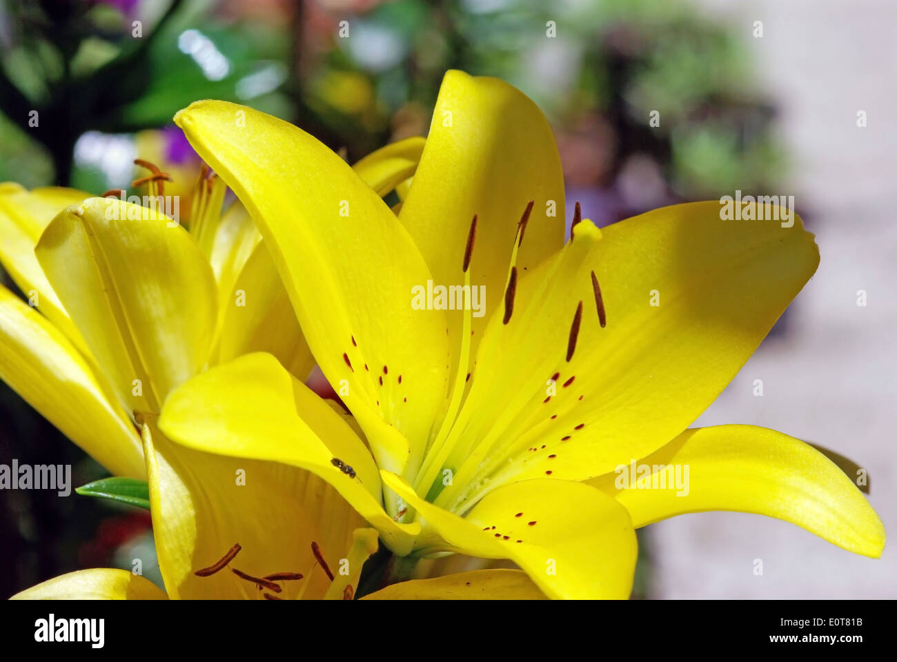 Image of yellow flower hi-res stock photography and images - Alamy
