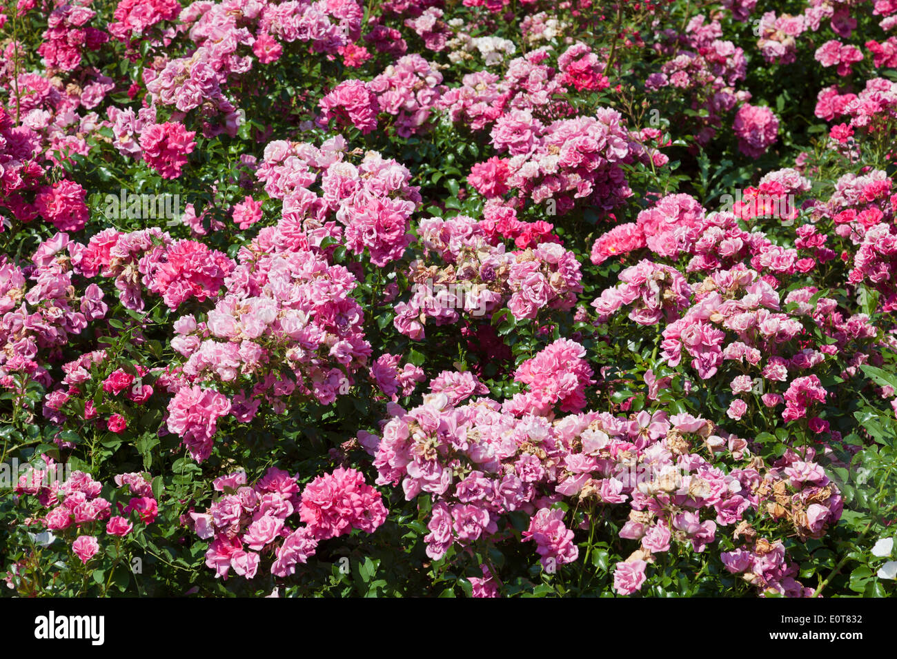 Rosen hi-res stock photography and images - Alamy Rosen hi-res stock photography and images - Alamy