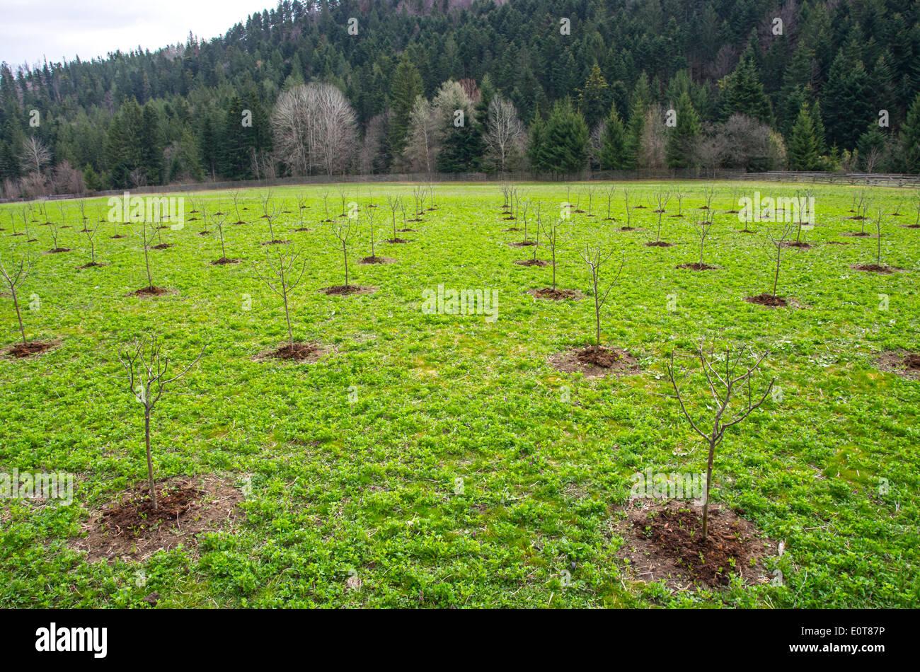 New apple orchard hi-res stock photography and images - Alamy
