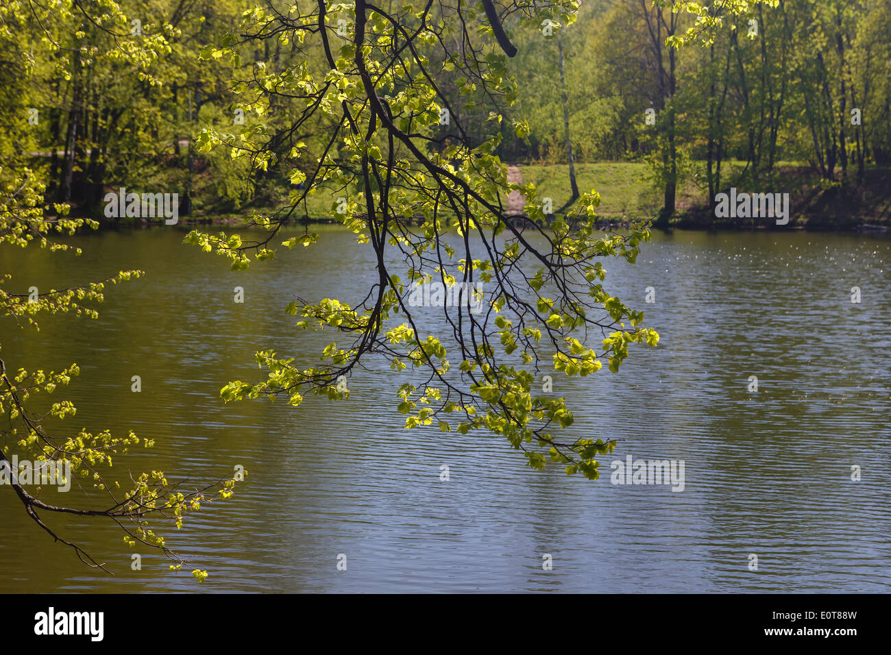 Look through branches of trees on a pond in old park Stock Photo