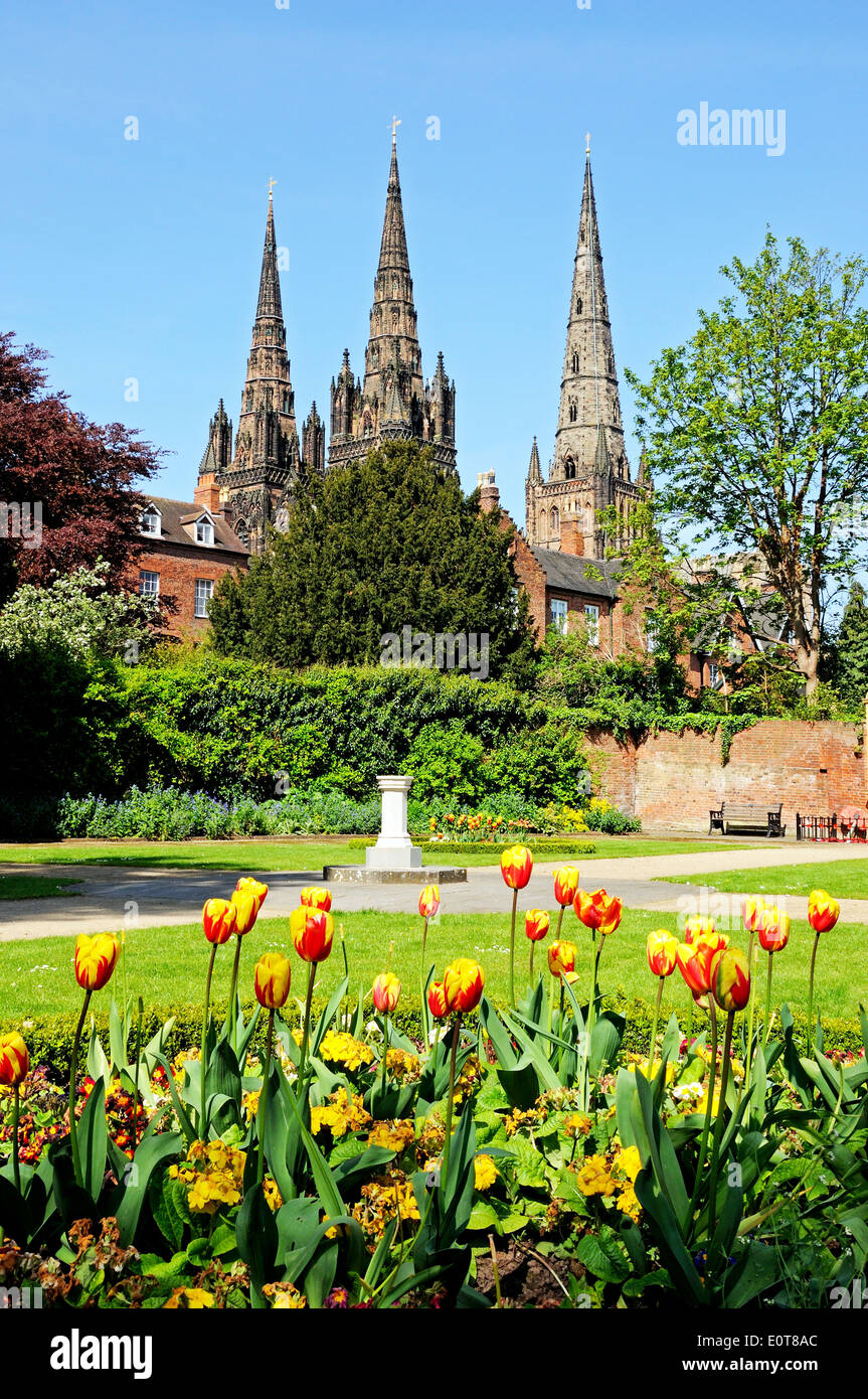 Cathedral seen from the Remembrance gardens with tulips in the foreground, Lichfield, Staffordshire, England, UK. Stock Photo