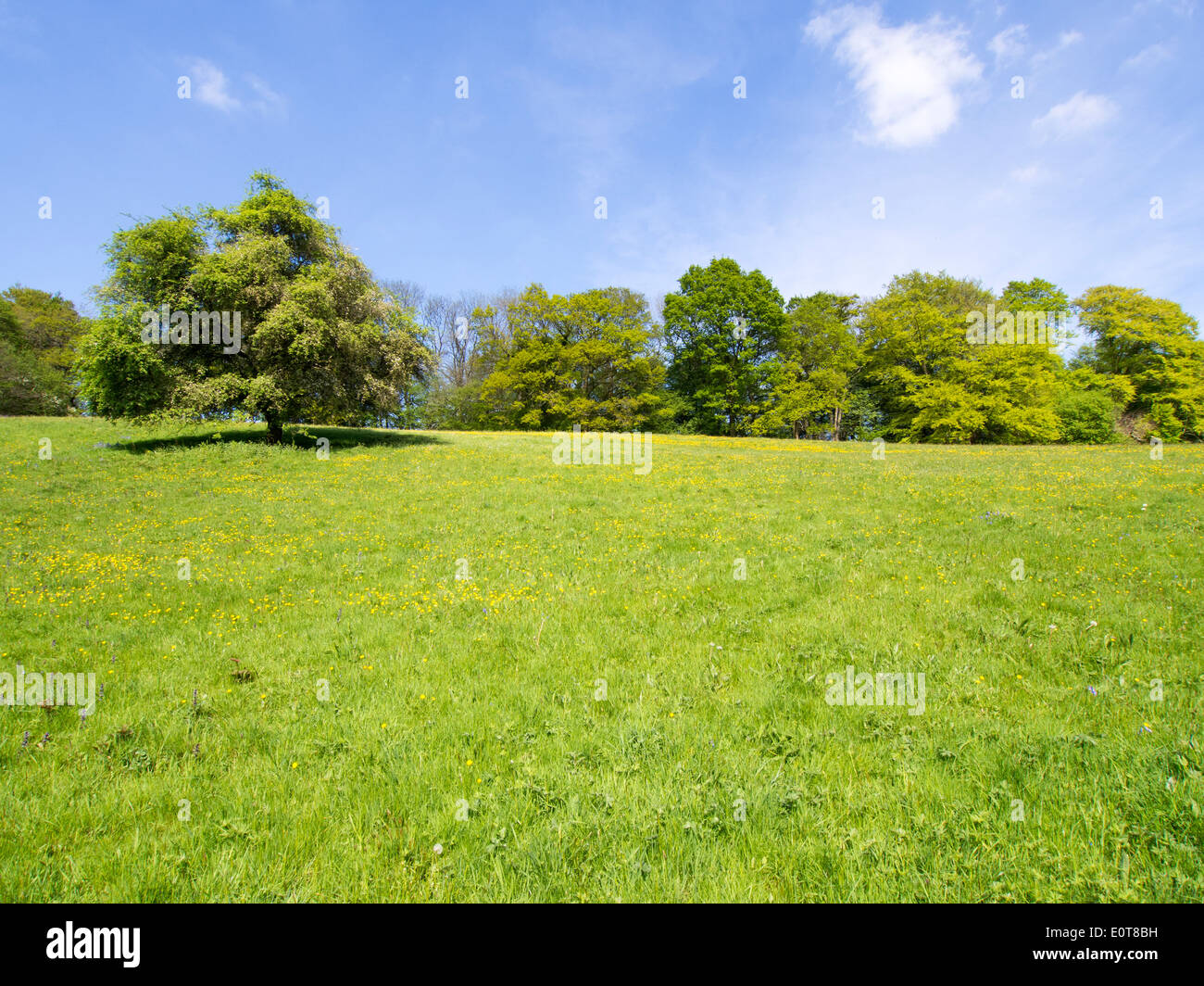 Crabapple tree in a field with other trees Stock Photo