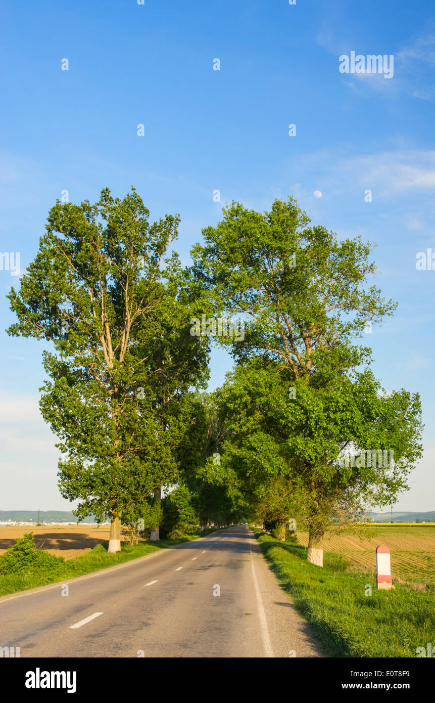 Parallel line trees nature perspective hi-res stock photography and ...