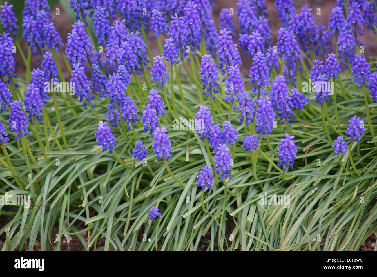 Blue grape hyacinths flowers in cluster Muscari armeniaca Stock Photo