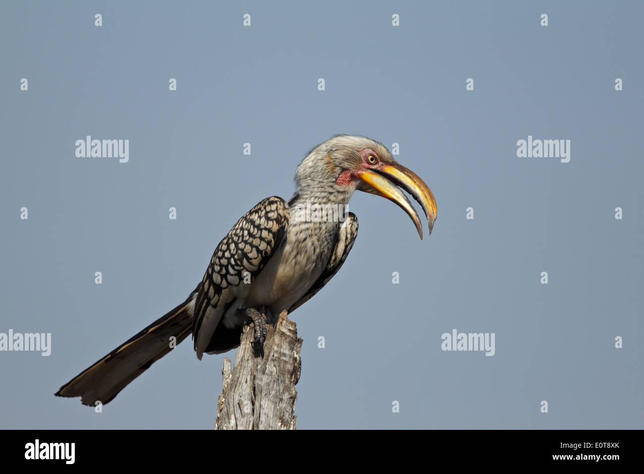 Southern Yellow-billed Hornbill (Tockus leucomelas) Kruger National Park, South Africa Stock Photo