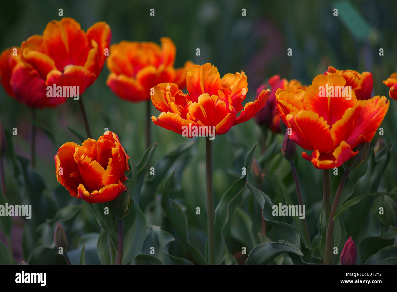 Red tulips with yellow rims Stock Photo