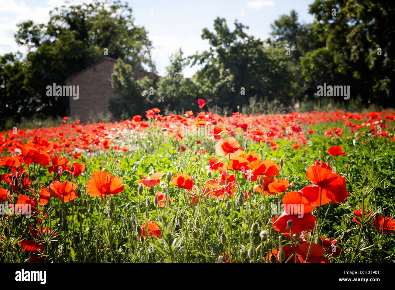 Red poppies on green weeds fields during spring in Italian countryside Stock Photo