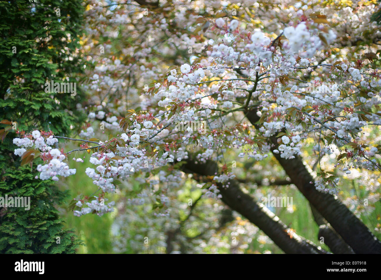 Ornamental cherry tree blossom Stock Photo Alamy