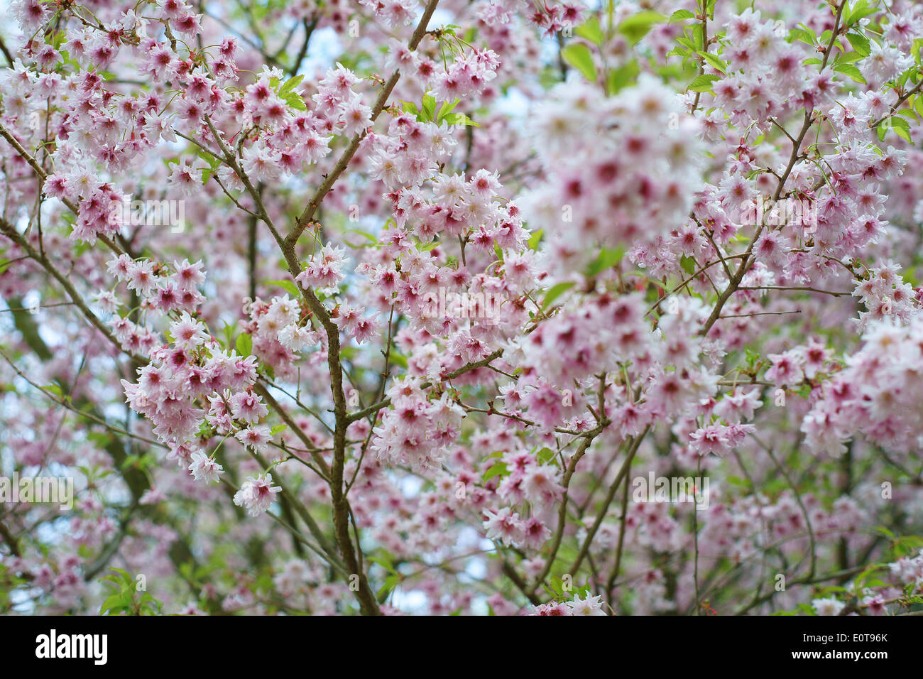 Ornamental cherry tree blossom Stock Photo