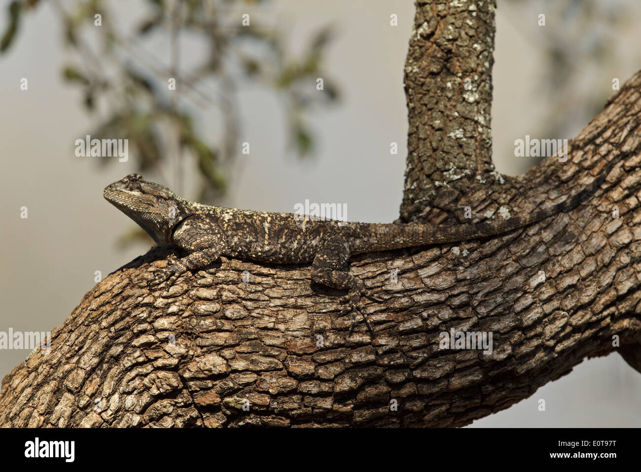 Blue-throated Agama (Acanthocercus atricollis) also known as Southern Tree Agama, Black-necked Agama, Kruger National Park, Stock Photo