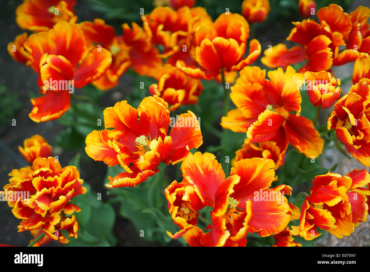 Red tulips with yellow rims Stock Photo