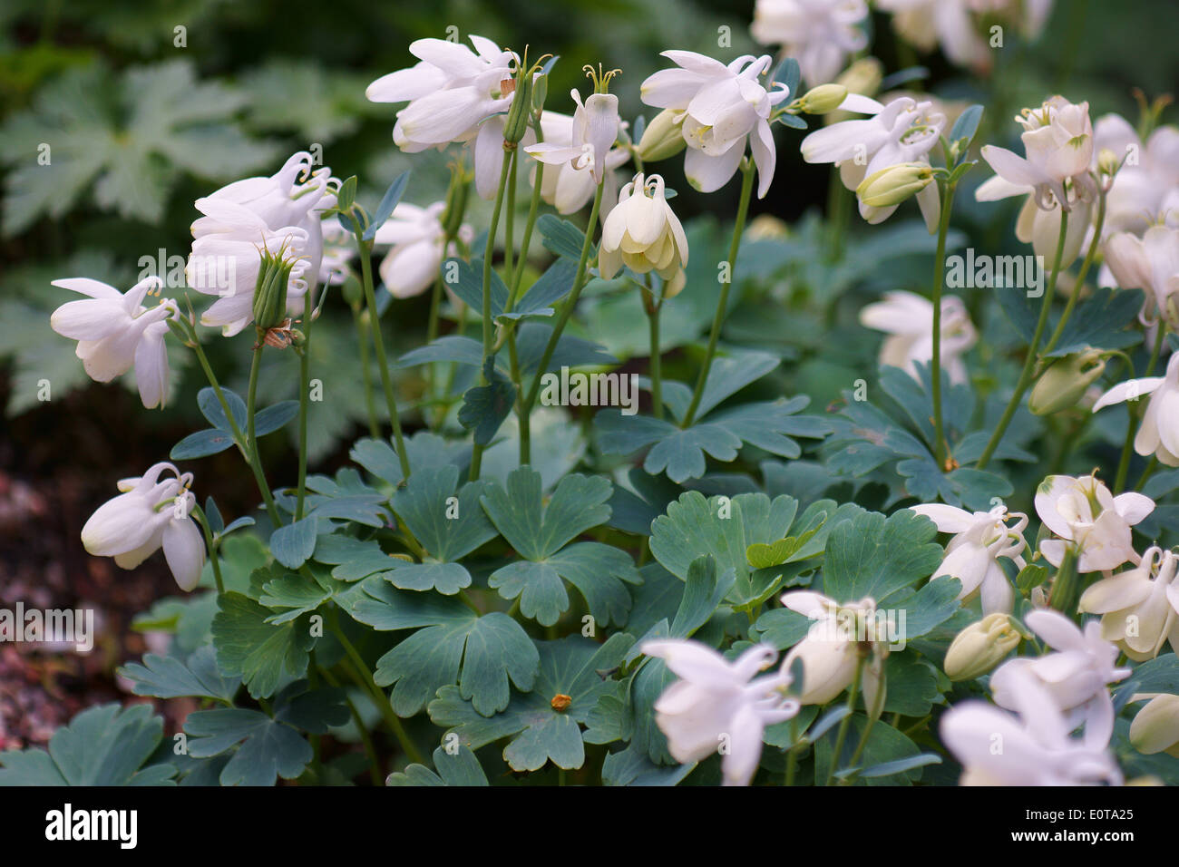 Columbine Aquilegia flabellata flowers close up Stock Photo