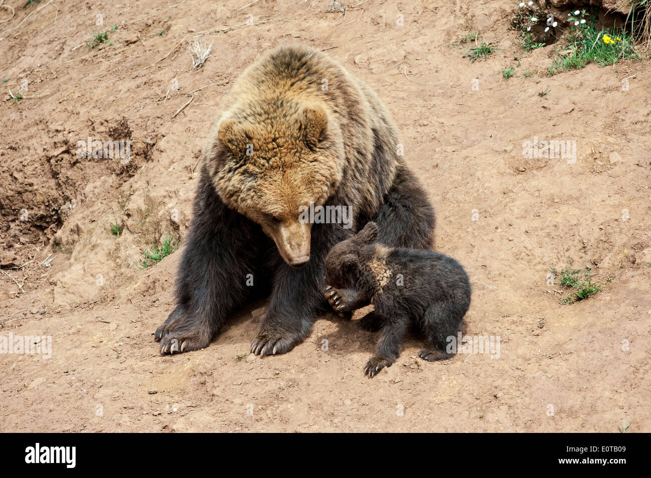 Eurasian brown bear (Ursus arctos arctos) mother with cub Stock Photo ...