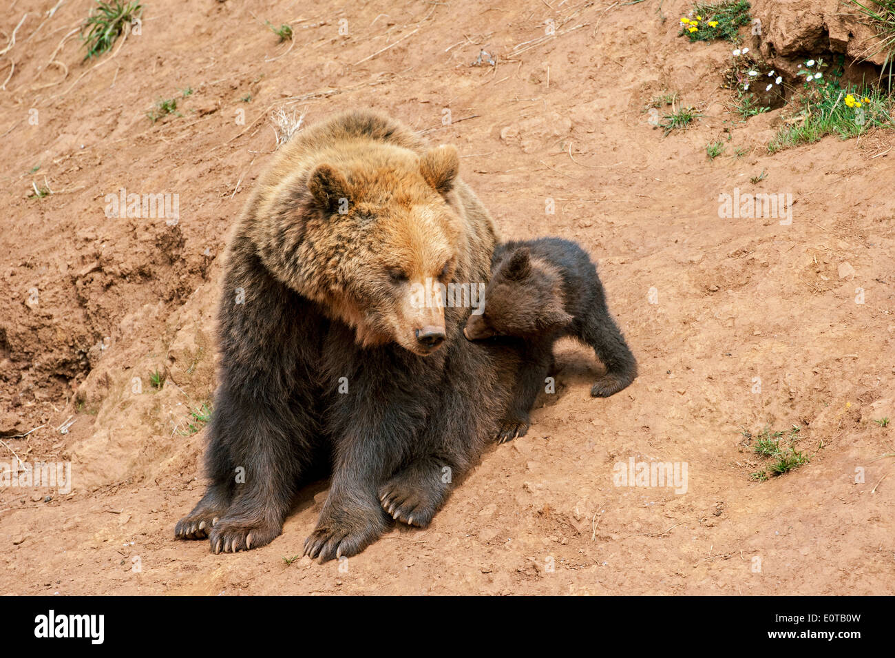 Cute brown bear cub (Ursus arctos arctos) playing with mother Stock ...