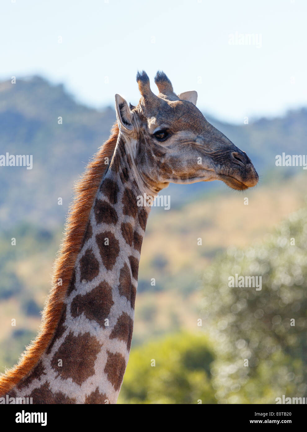 Giraffe (Giraffa camelopardalis) posing at Pilanesberg National Park, South Africa. Stock Photo