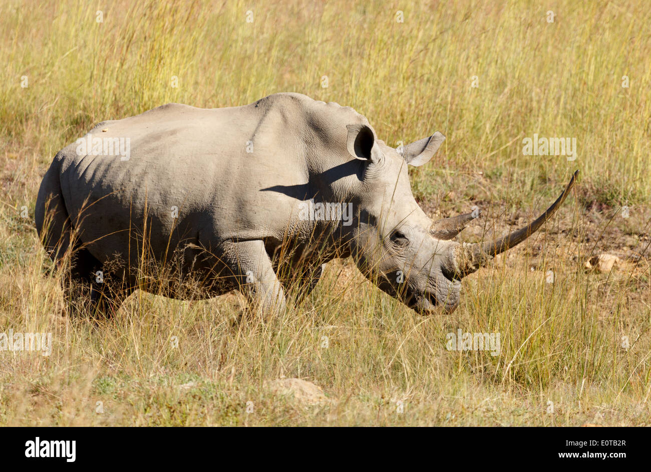 White rhinoceros (Ceratotherium simum) grazing at Pilanesberg National Park, South Africa. Stock Photo