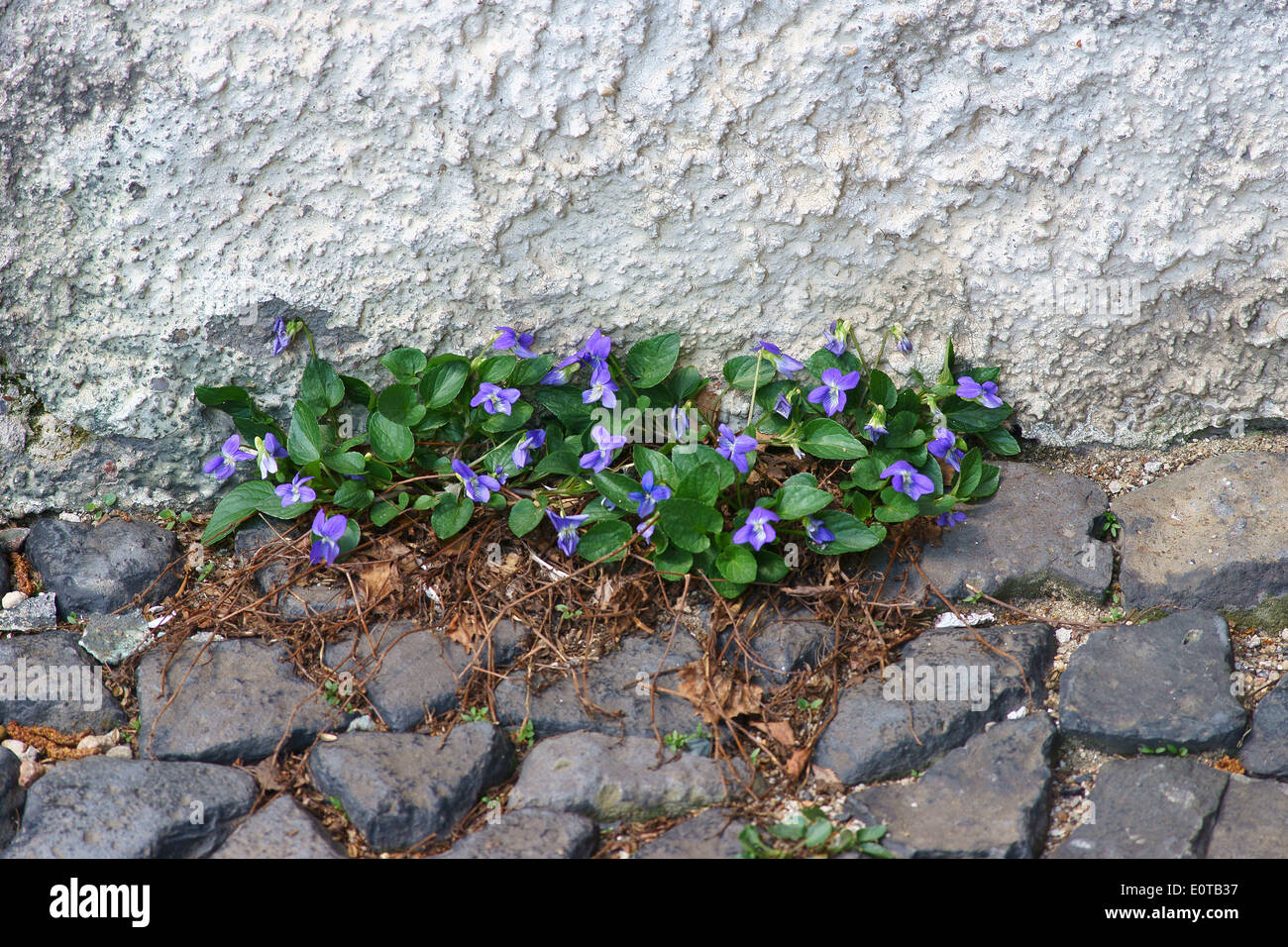 Viola Rivinia Violet flowers Viola riviniana close up Stock Photo - Alamy