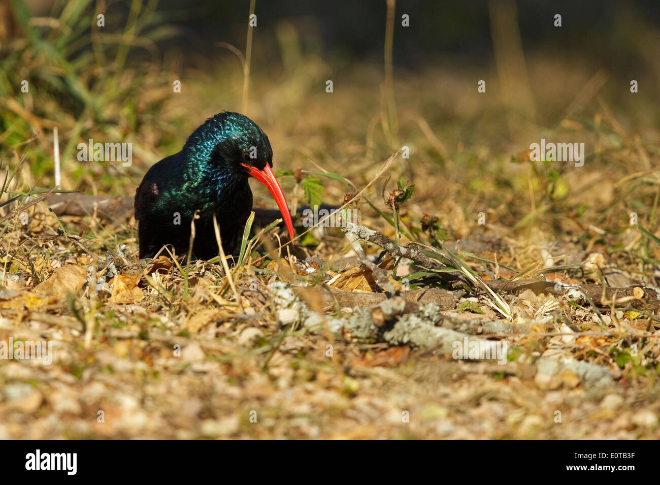 Green Wood Hoopoe (Phoeniculus purpureus marwitzi) on the ground, Kruger National Park, South Africa Stock Photo