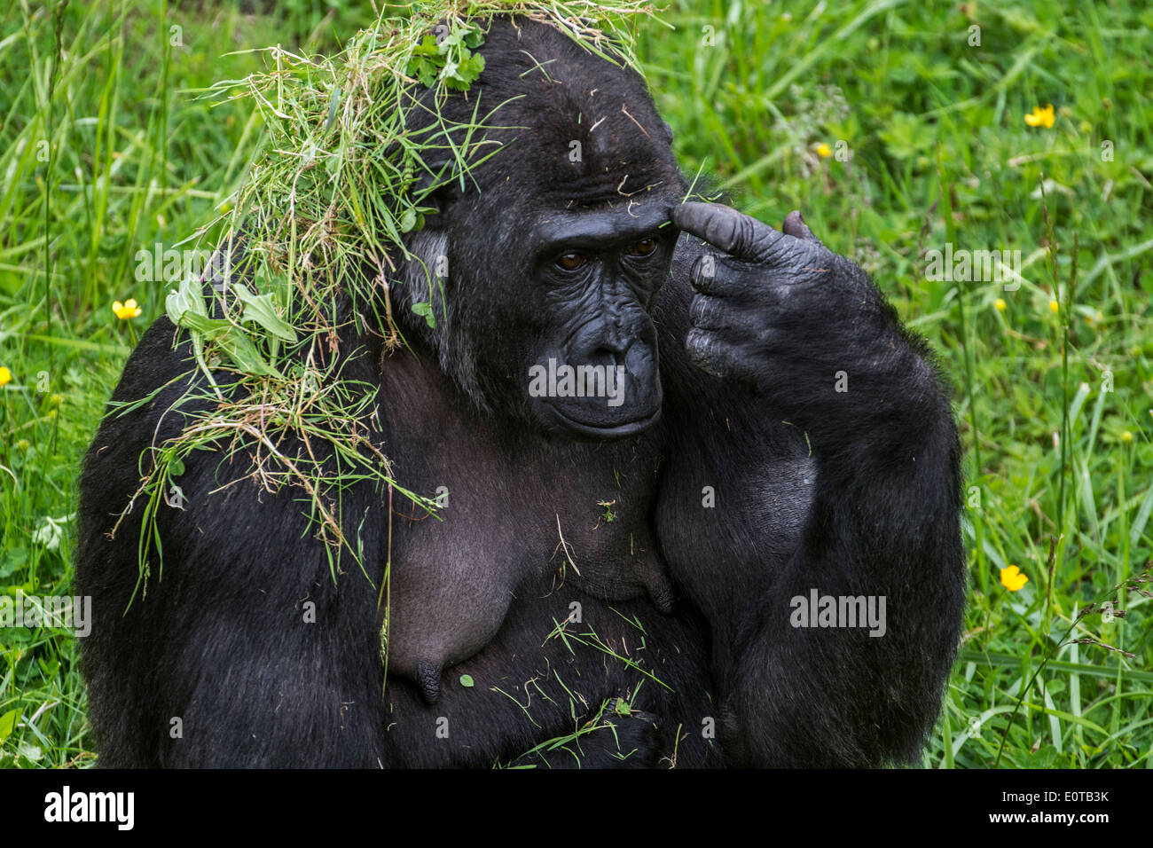 Close up of western lowland gorilla (Gorilla gorilla gorilla) female covered with grass Stock Photo