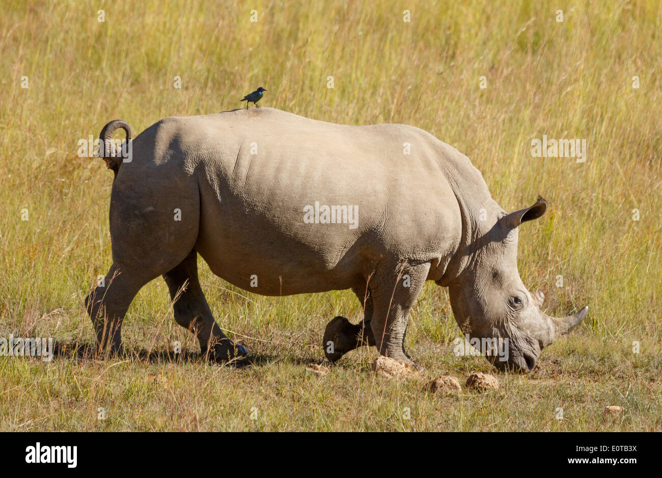 White rhinoceros (Ceratotherium simum) grazing at Pilanesberg National Park, South Africa. Stock Photo