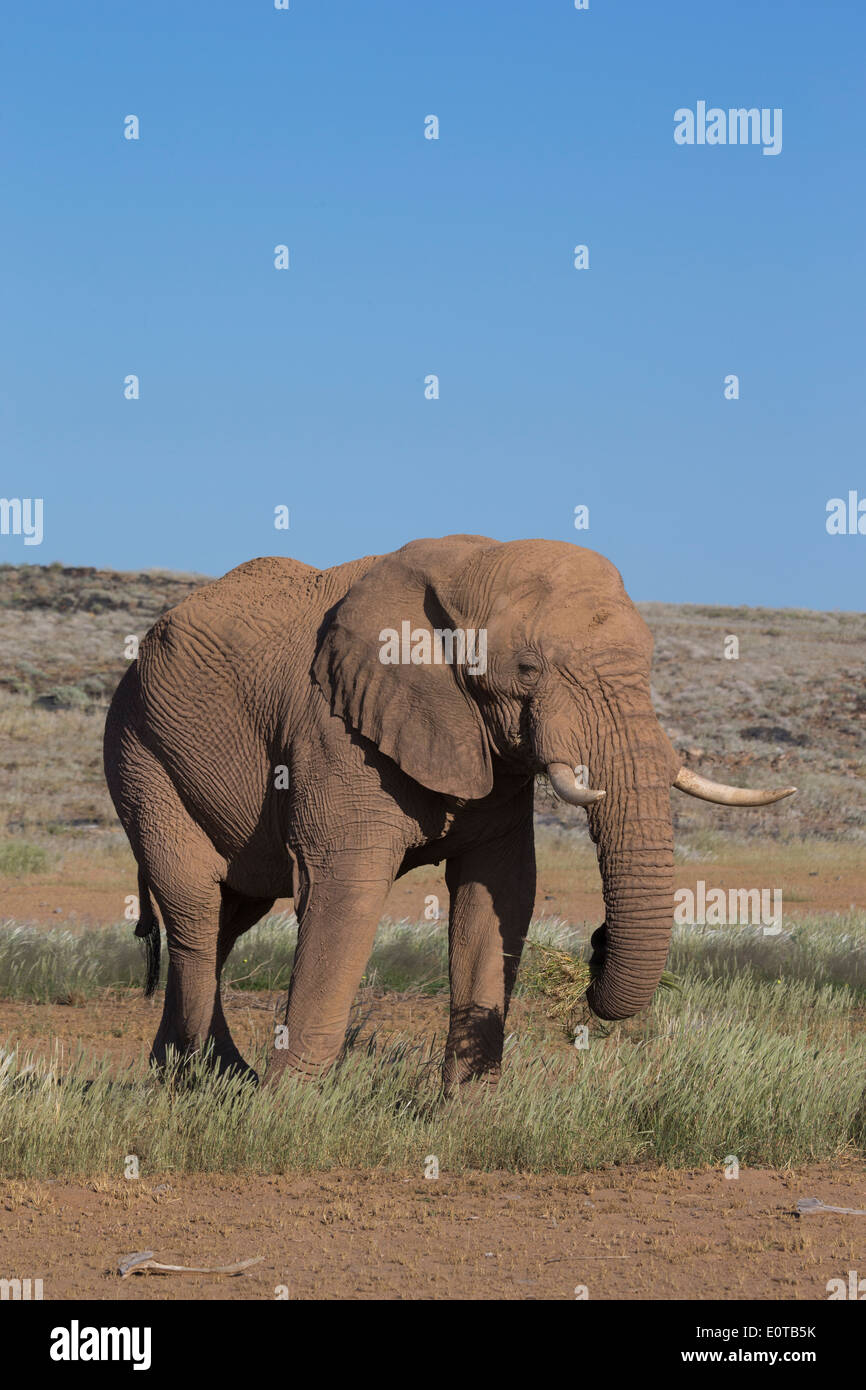 Desert African Elephant bull (Loxodonta africana) Stock Photo
