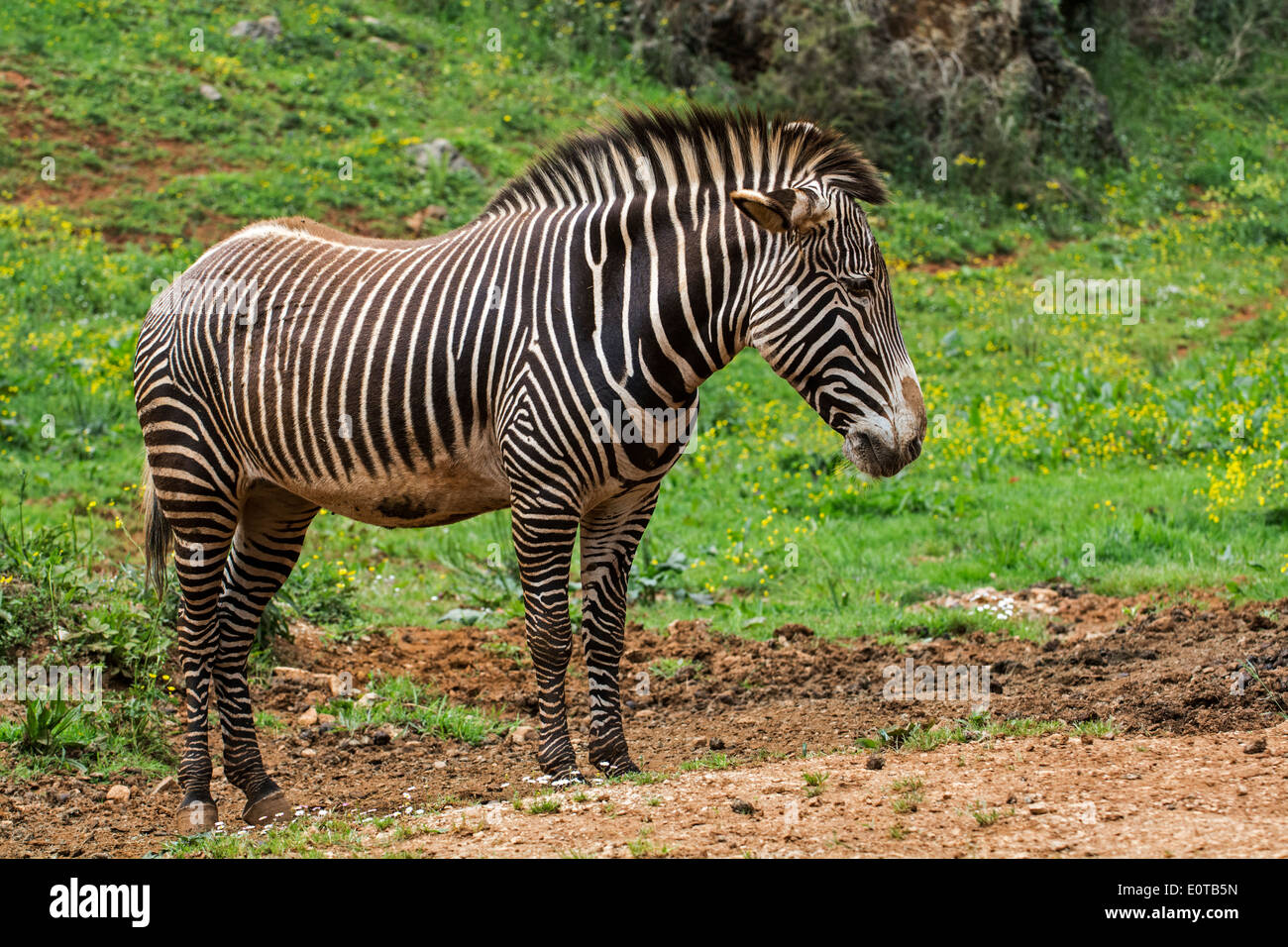 Grévy's zebra / imperial zebra (Equus grevyi) native to Kenya and Ethiopia Stock Photo