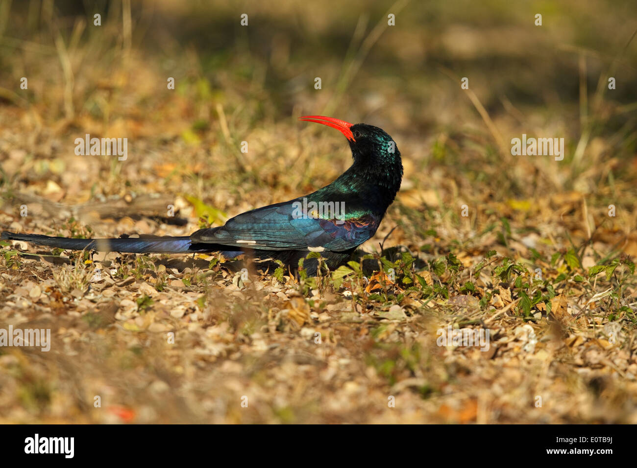 Green Wood Hoopoe (Phoeniculus purpureus marwitzi) on the ground, Kruger National Park, South Africa Stock Photo