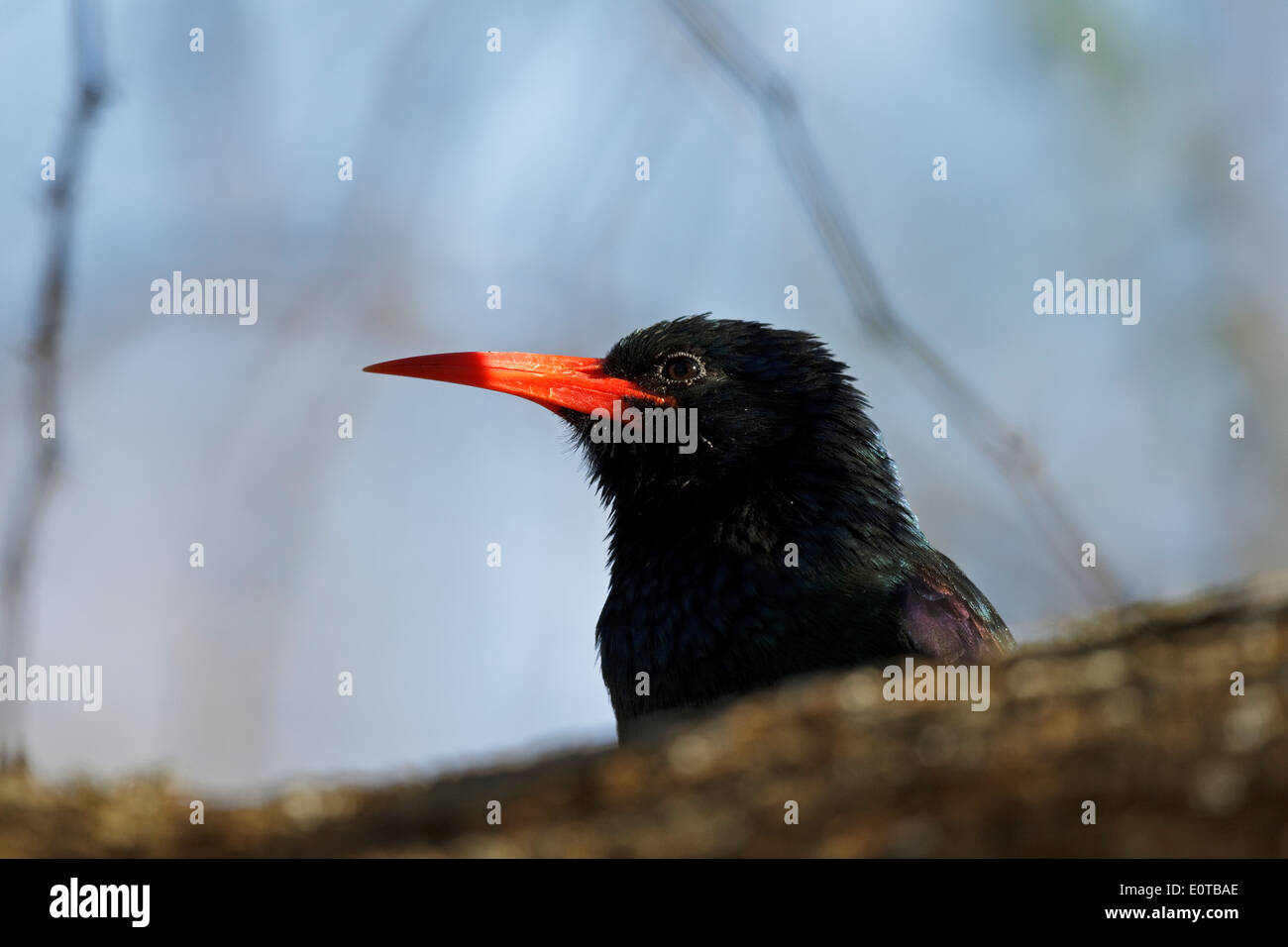 Head of Green Wood Hoopoe (Phoeniculus purpureus marwitzi), Kruger National Park, South Africa Stock Photo