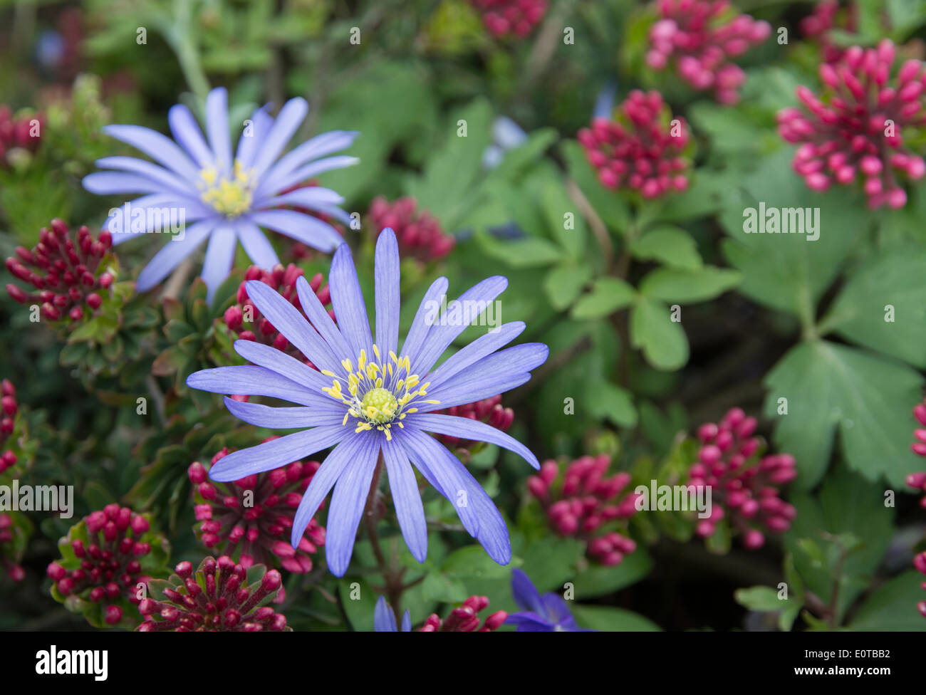 Purple rocky daisy and pink rose daphne flower garden composition with copy space. Stock Photo