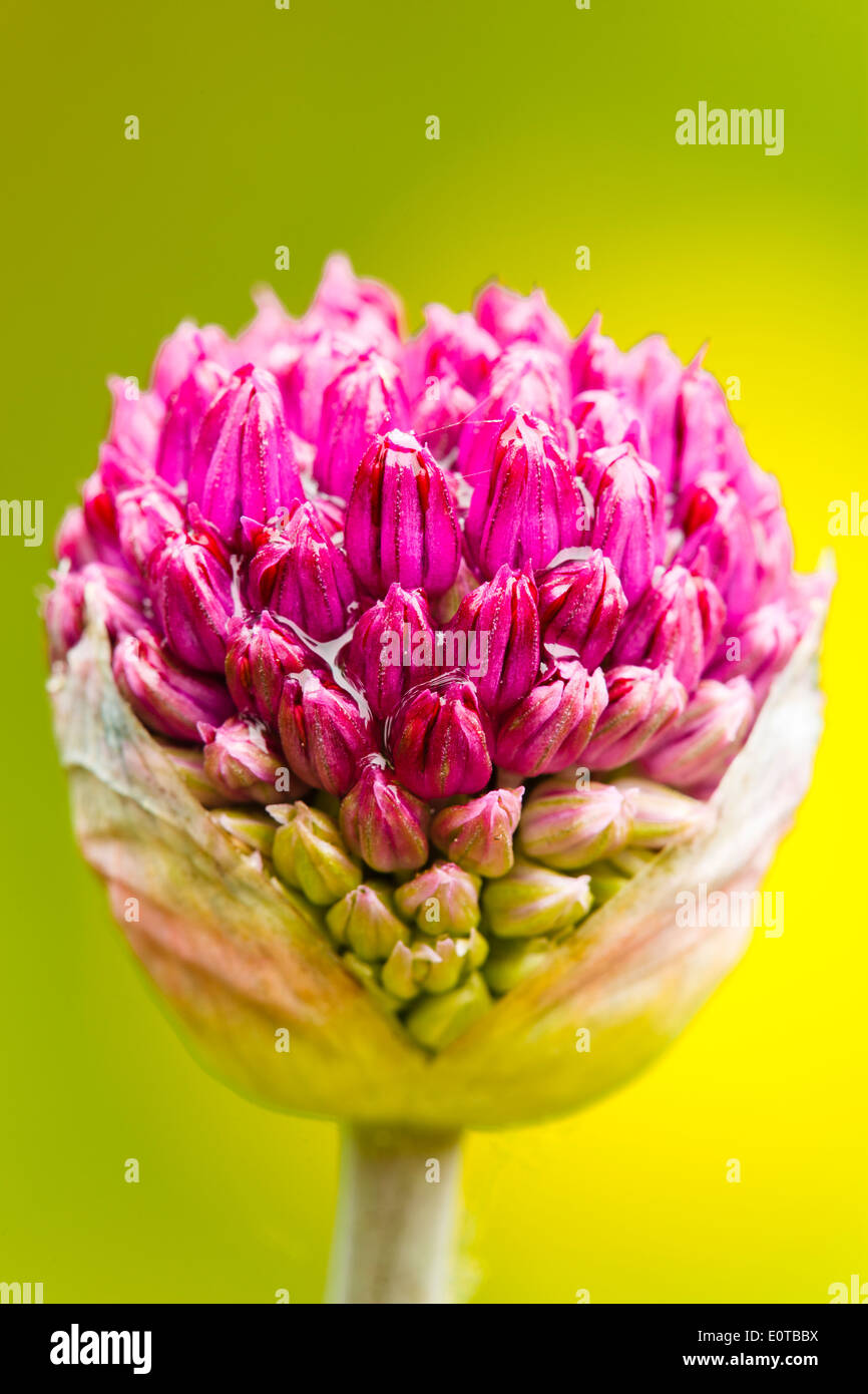 Giant Allium (Allium giganteum) bud with raindrops Stock Photo Alamy