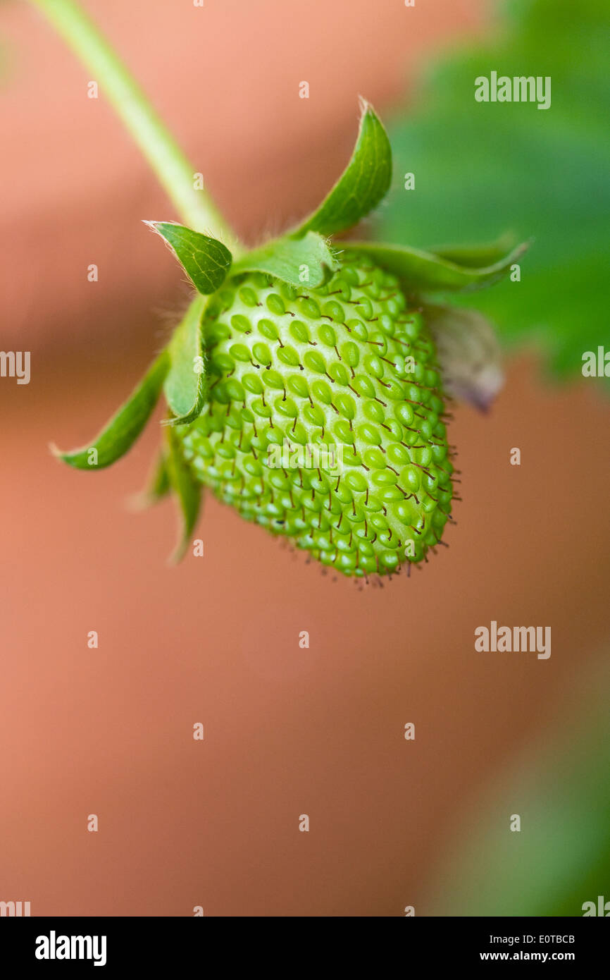 Unripe strawberry growing in a pot. Stock Photo