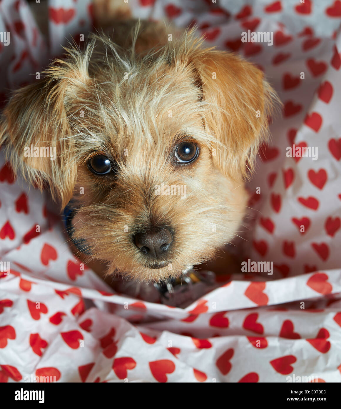 Tan dog surrounded by hearts looking up Stock Photo